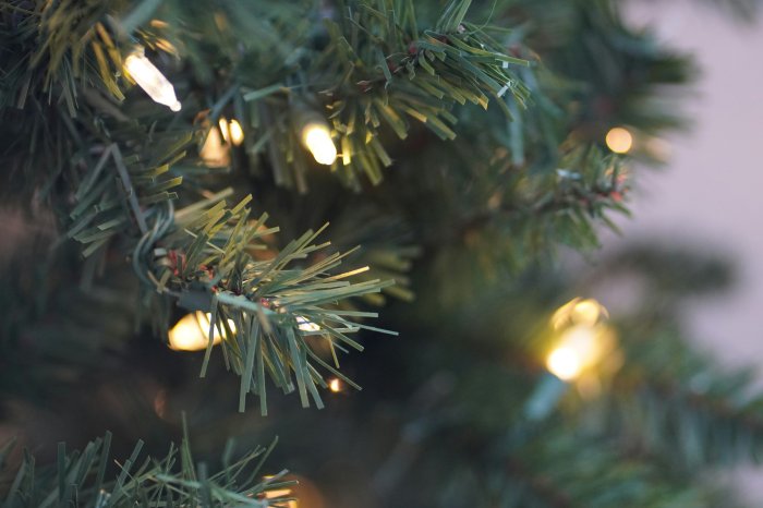 Tannenbaumaktion 2025